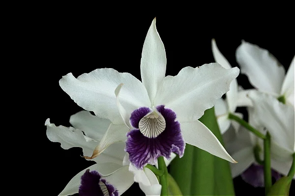 Laelia Purpurata Roxo Violeta