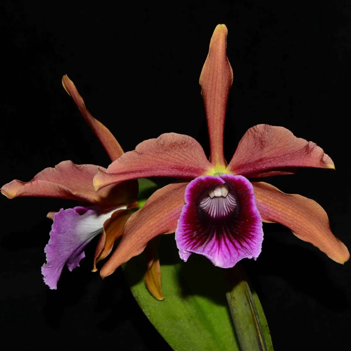 Laelia Tenebrosa Escura - Imagem 1