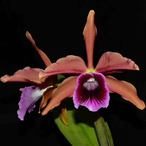 Laelia Tenebrosa Escura