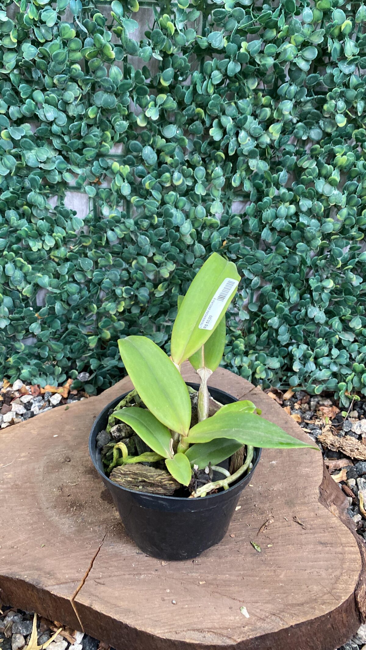 Laelia Tenebrosa Escura - Imagem 2