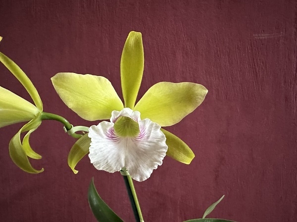 LC Tenebrosa x Encyclia Mariae