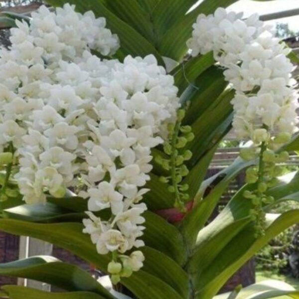Orquídea Rhynchostylis Branca