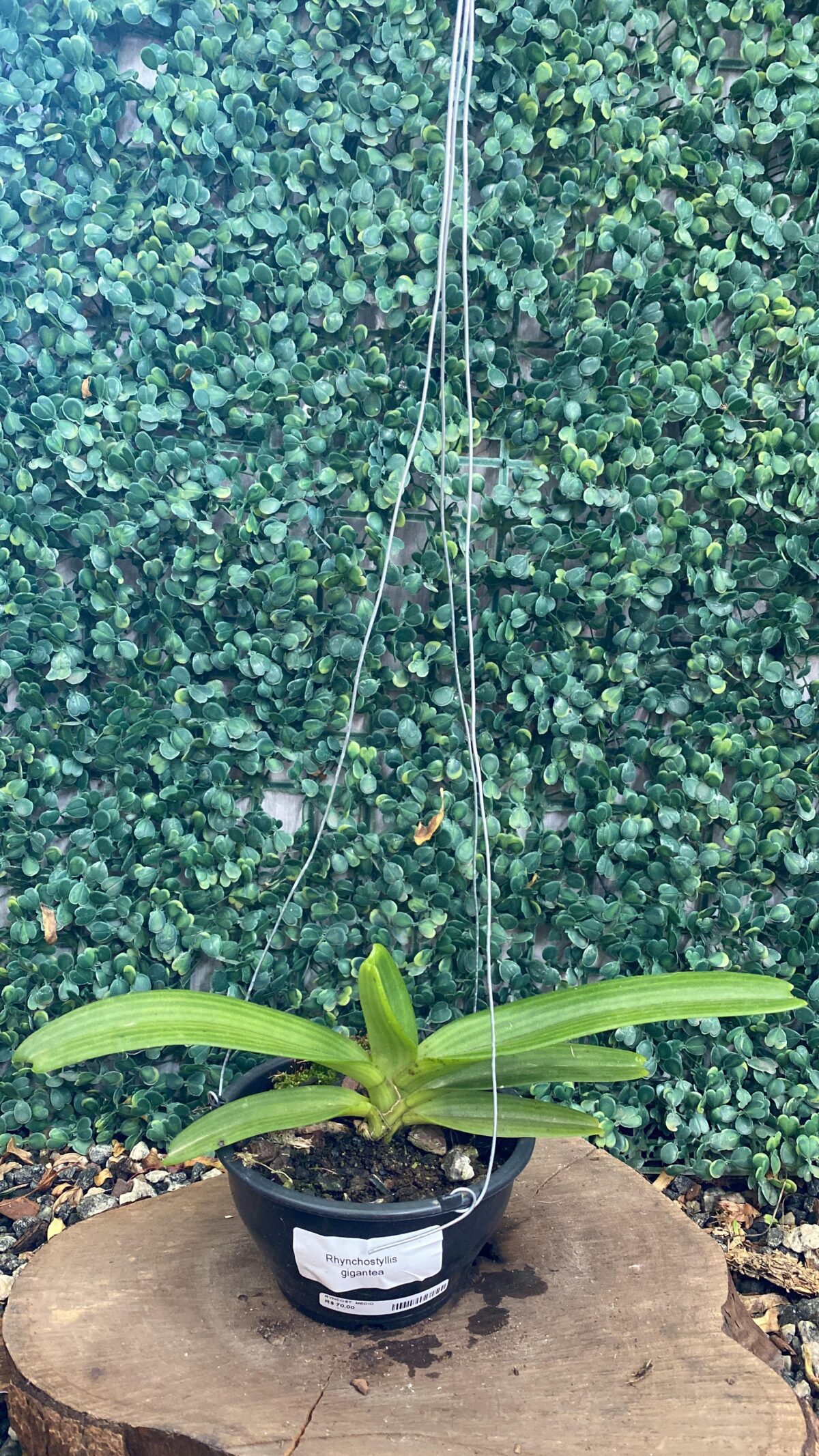 Orquídea Rhynchostylis Branca - Imagem 2