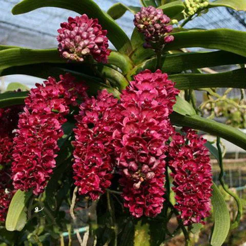 Rhynchostylis Vermelho