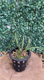 brassanthe-sunny-delight-02