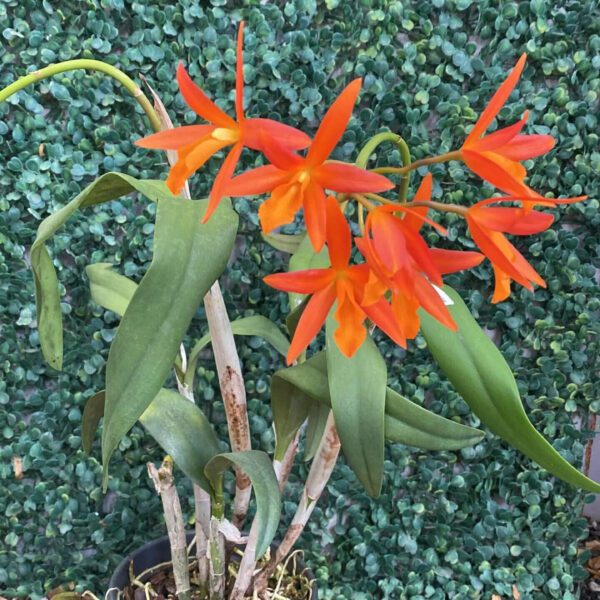 lc-blazing-treat-laranja-01