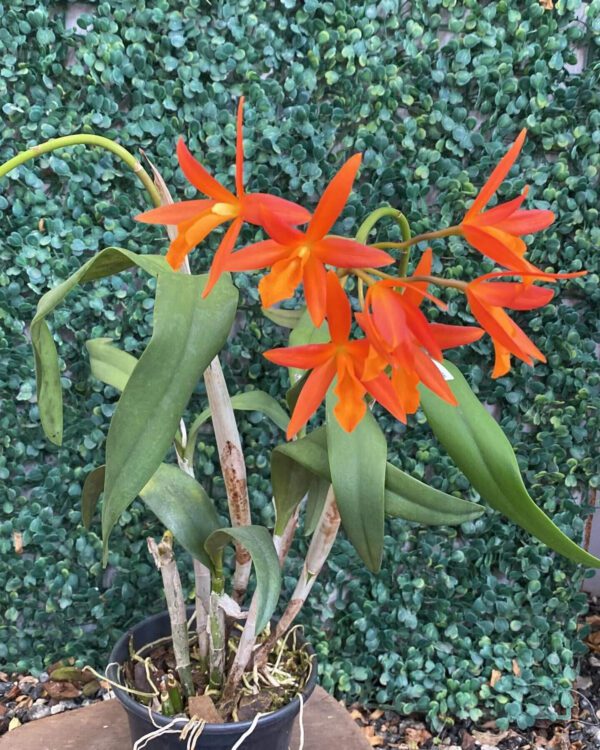 lc-blazing-treat-laranja-01