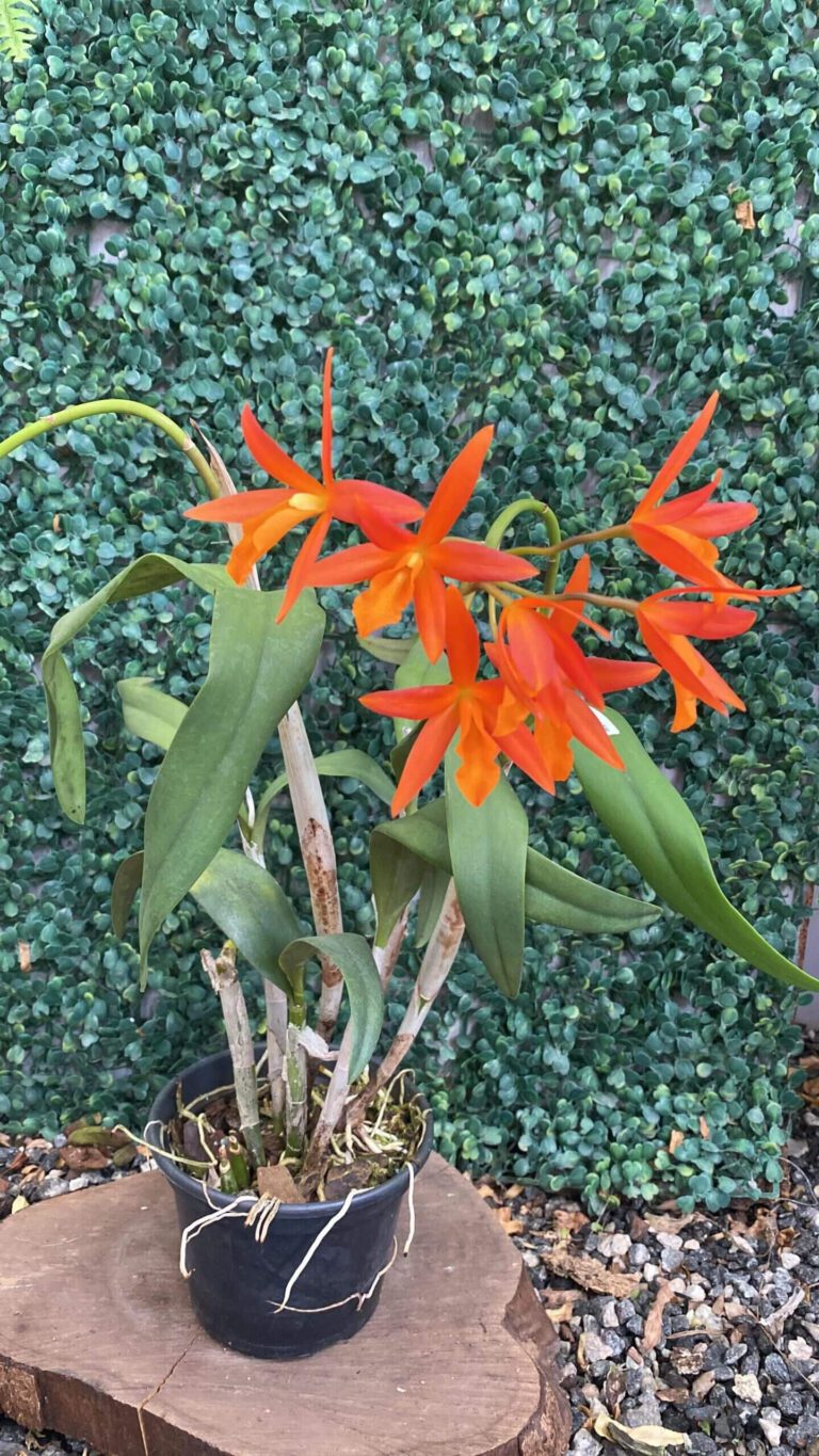 lc-blazing-treat-laranja-01