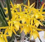 brassanthe-sunny-delight-01
