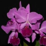 c-labiata-rubra-lilas-borges-x-pompeu-x-c-labiata-rubra-vera-cristhina-01