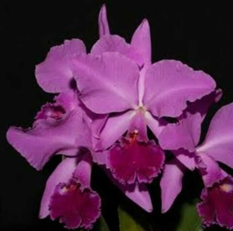 c-labiata-rubra-lilas-borges-x-pompeu-x-c-labiata-rubra-vera-cristhina-01