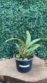 c-labiata-rubra-lilas-borges-x-pompeu-x-c-labiata-rubra-vera-cristhina-02