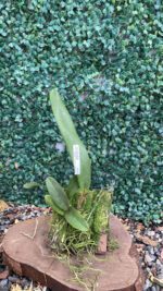 lc-tenebrosa-x-encyclia-mariae-02