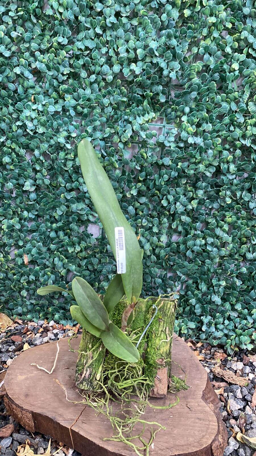 LC Tenebrosa x Encyclia Mariae-02 lc-tenebrosa-x-encyclia-mariae-02