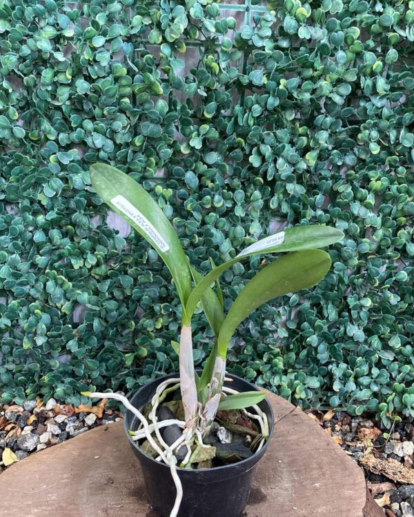 cattleya-leopoldi-alba-x-encyclia-adenocaula-alba-01