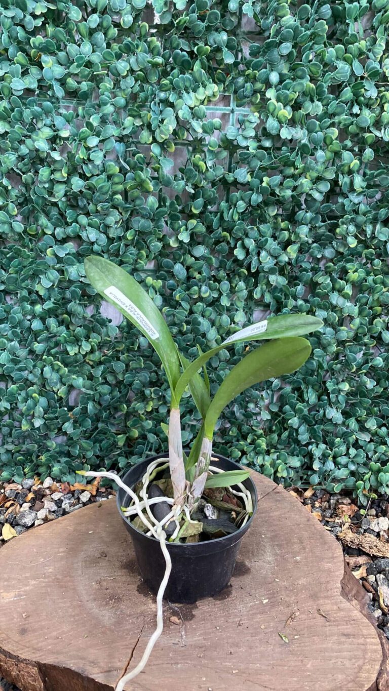 cattleya-leopoldi-alba-x-encyclia-adenocaula-alba-01