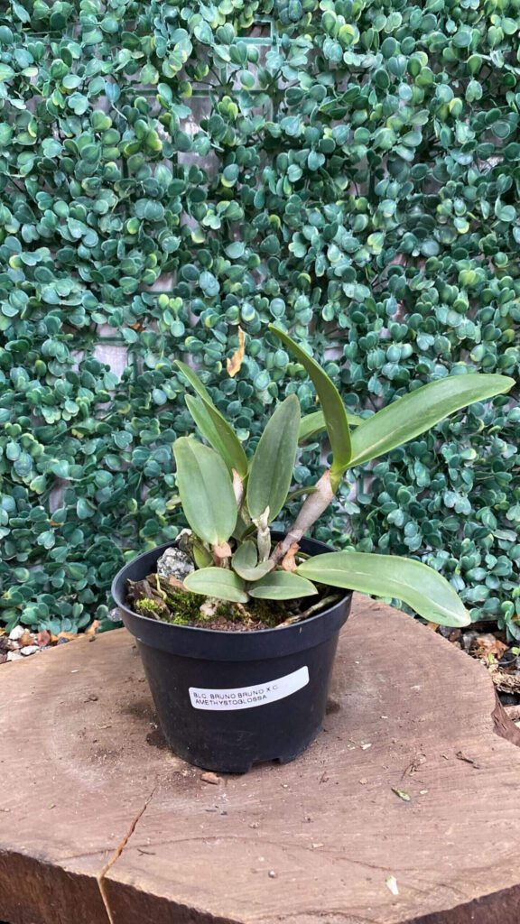 blc-bruno-bruno-x-cattleya-amethystoglossa-01