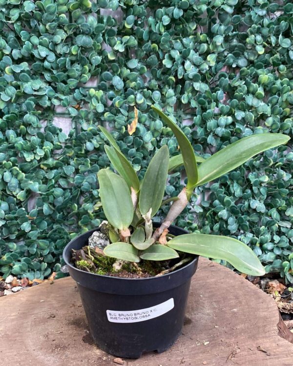 blc-bruno-bruno-x-cattleya-amethystoglossa-01