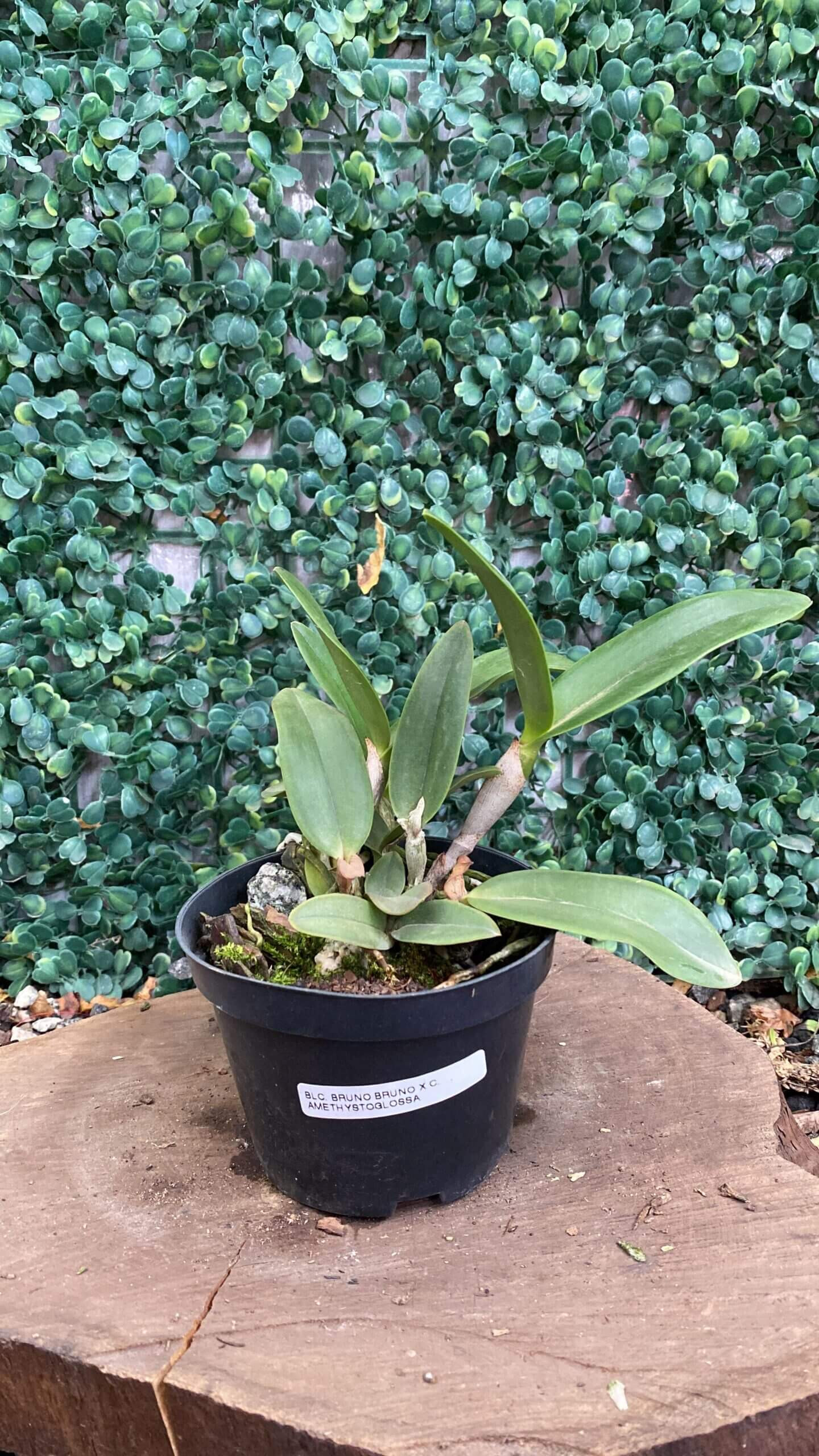 Blc Bruno Bruno x Cattleya Amethystoglossa-01 blc-bruno-bruno-x-cattleya-amethystoglossa-01