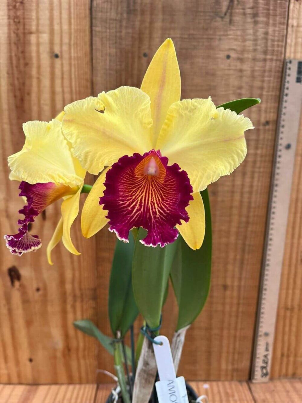 blc-alma-kee-tipmalee-01