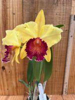 blc-alma-kee-tipmalee-01