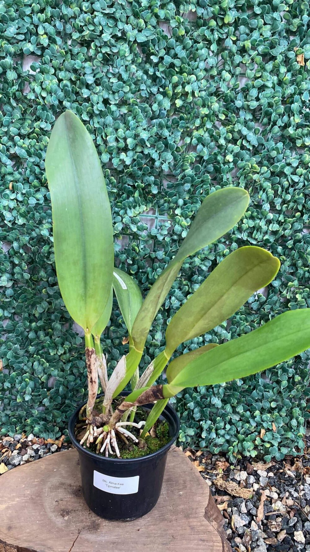 blc-alma-kee-tipmalee-02