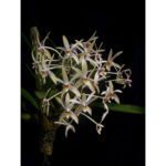 epigenium-cymbidioides-01