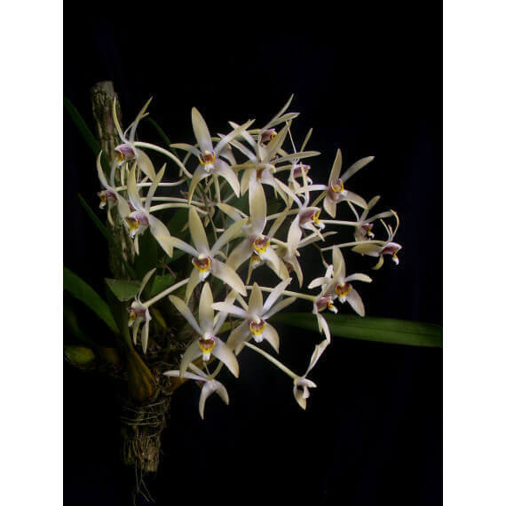 epigenium-cymbidioides-01