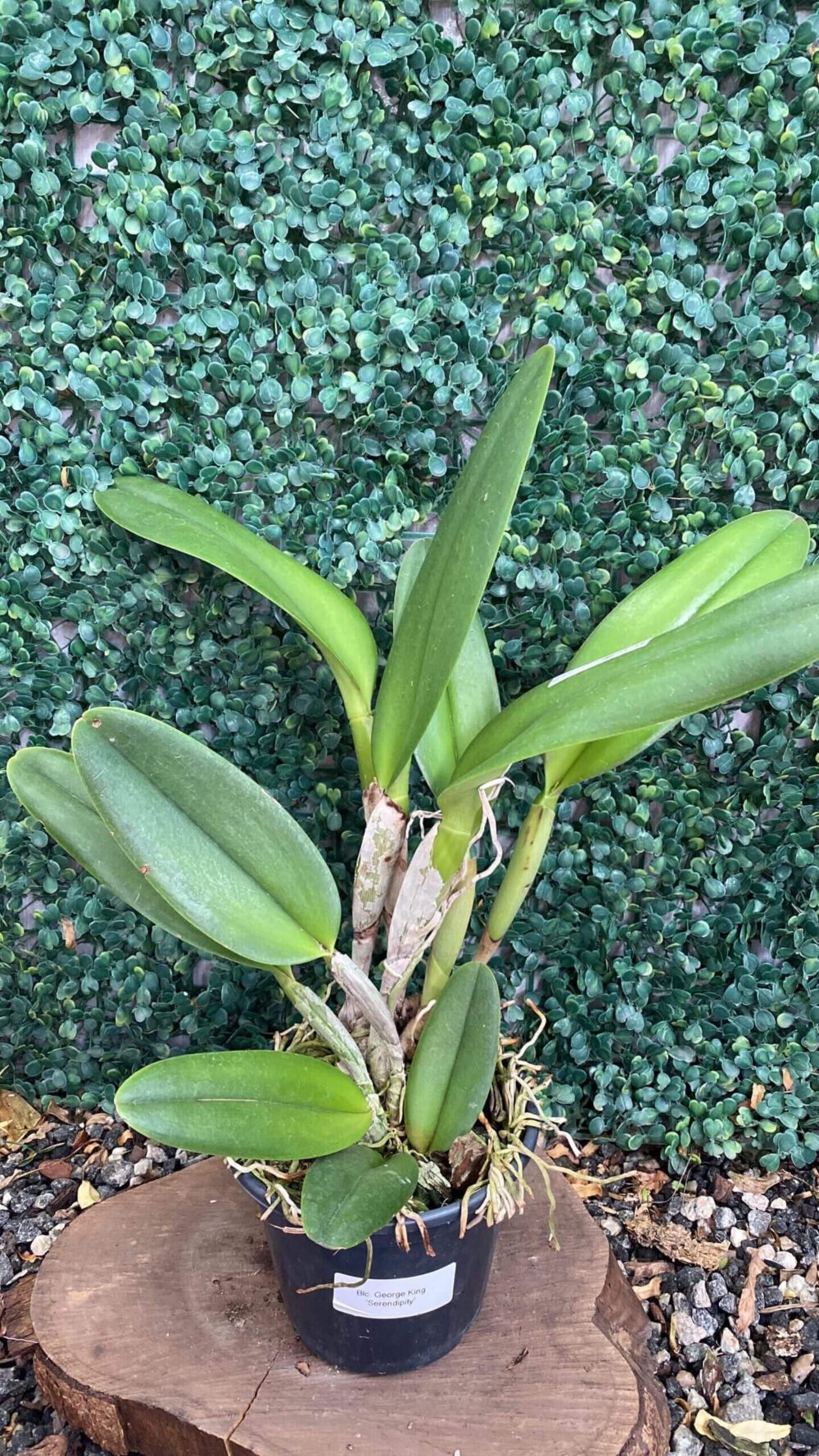 blc-george-king-serendipity-02