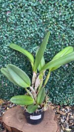 blc-george-king-serendipity-02