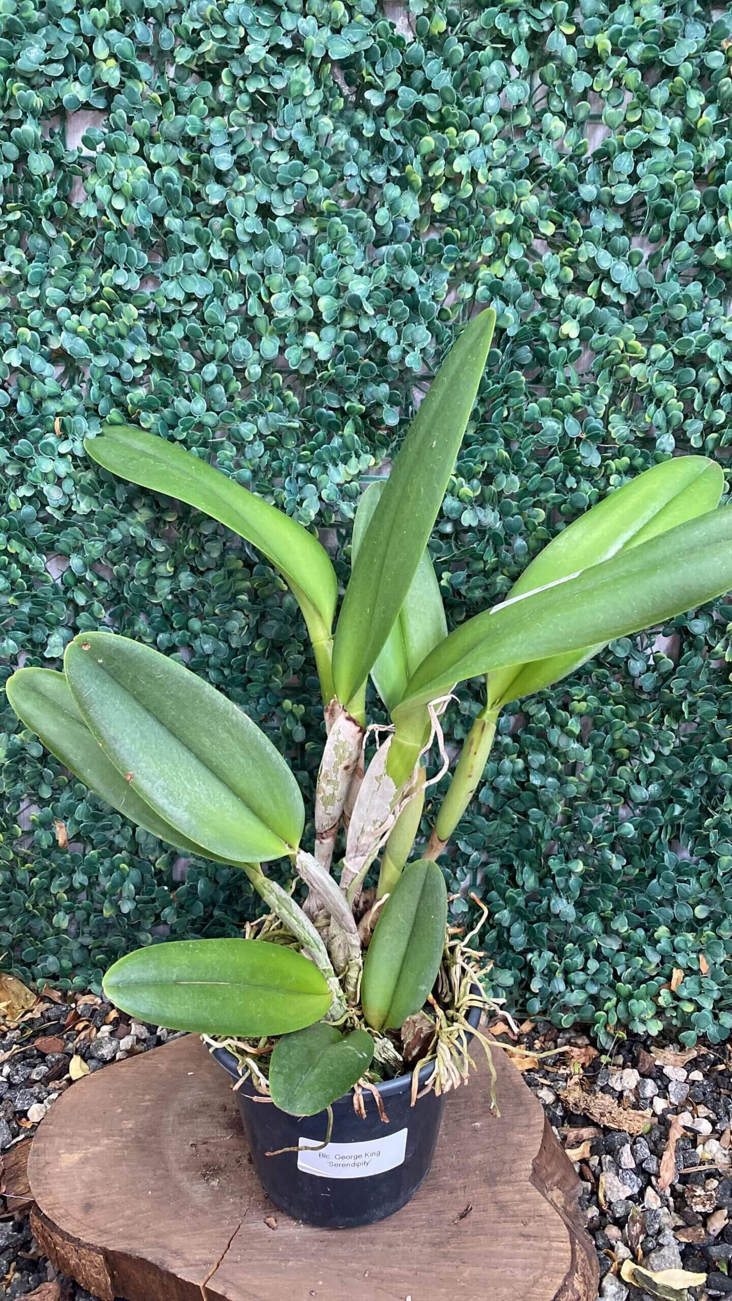 Blc. George King Serendipity-02 blc-george-king-serendipity-02
