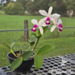 cattelya-violacea-semi-alba-01