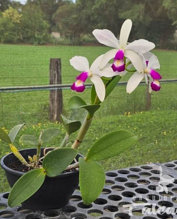 cattelya-violacea-semi-alba-01