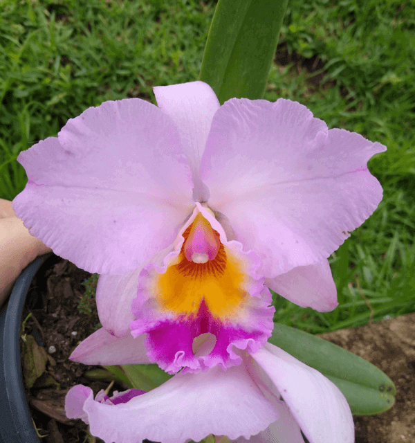 blc-william-farrell-01