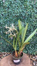 epigenium-cymbidioides-02