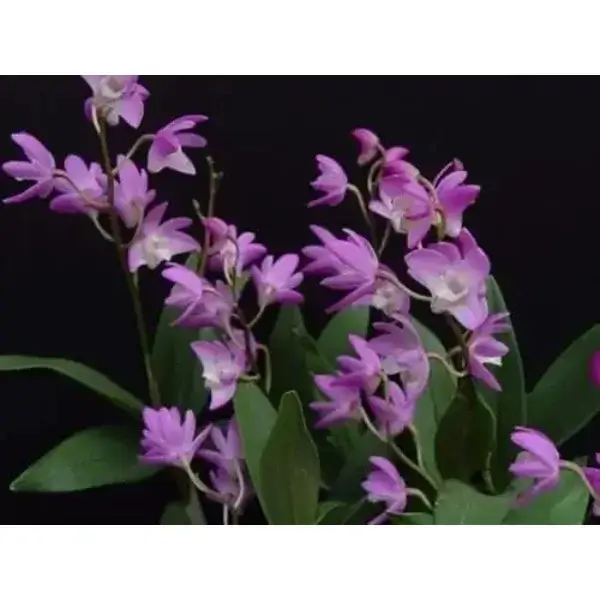 dendrobium-kingianum-01