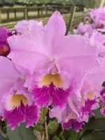 blc-beatriz-kunning-01