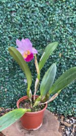 blc-william-farrell-02