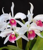 laelia-purpurata-carnea-cereja-01