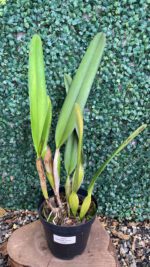 laelia-purpurata-carnea-cereja-02