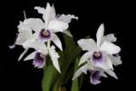 laelia-purpurata-coerulea-01
