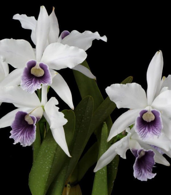 laelia-purpurata-coerulea-01