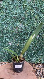 laelia-purpurata-coerulea-02