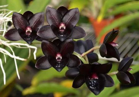 Catasetum Fredclarkeara
