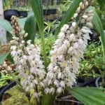 Coelogyne Multiflora