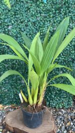 Coelogyne Multiflora - Imagem 2