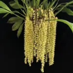 Coelogyne Rochussenii