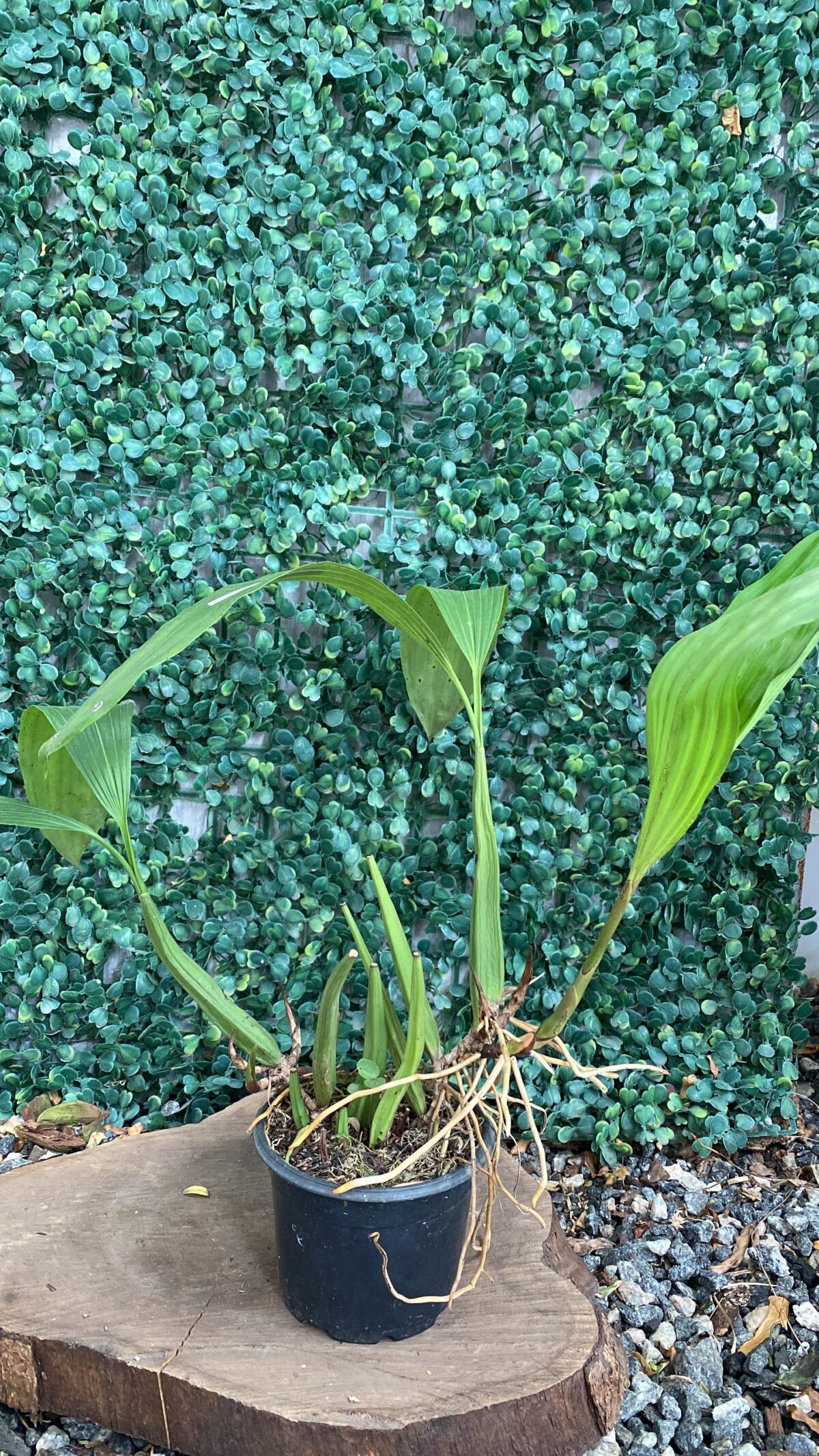 Coelogyne Rochussenii - Imagem 2