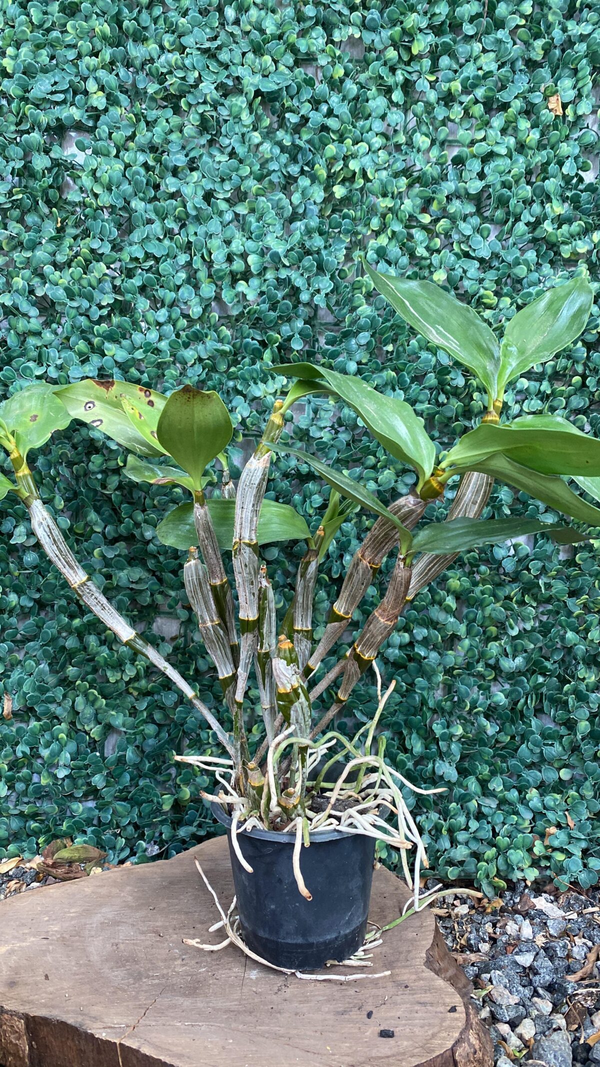 Dendrobium Farmeri - Imagem 2