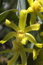 Dendrobium Sororium